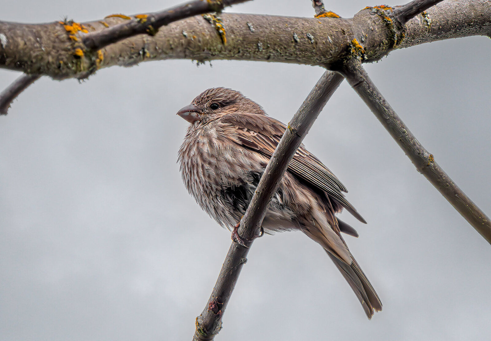 Song Sparrow 2.jpg