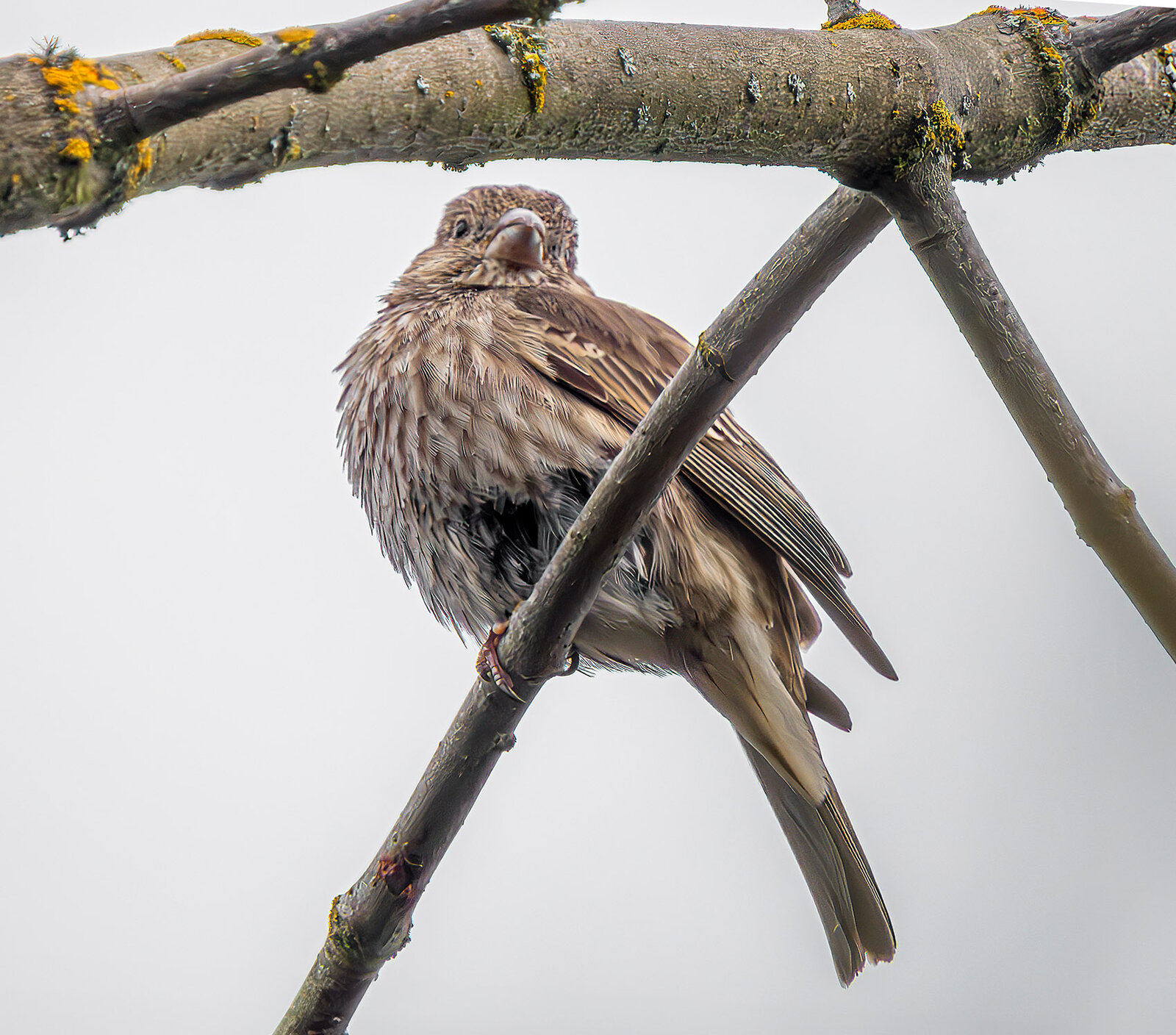 Song Sparrow.jpg