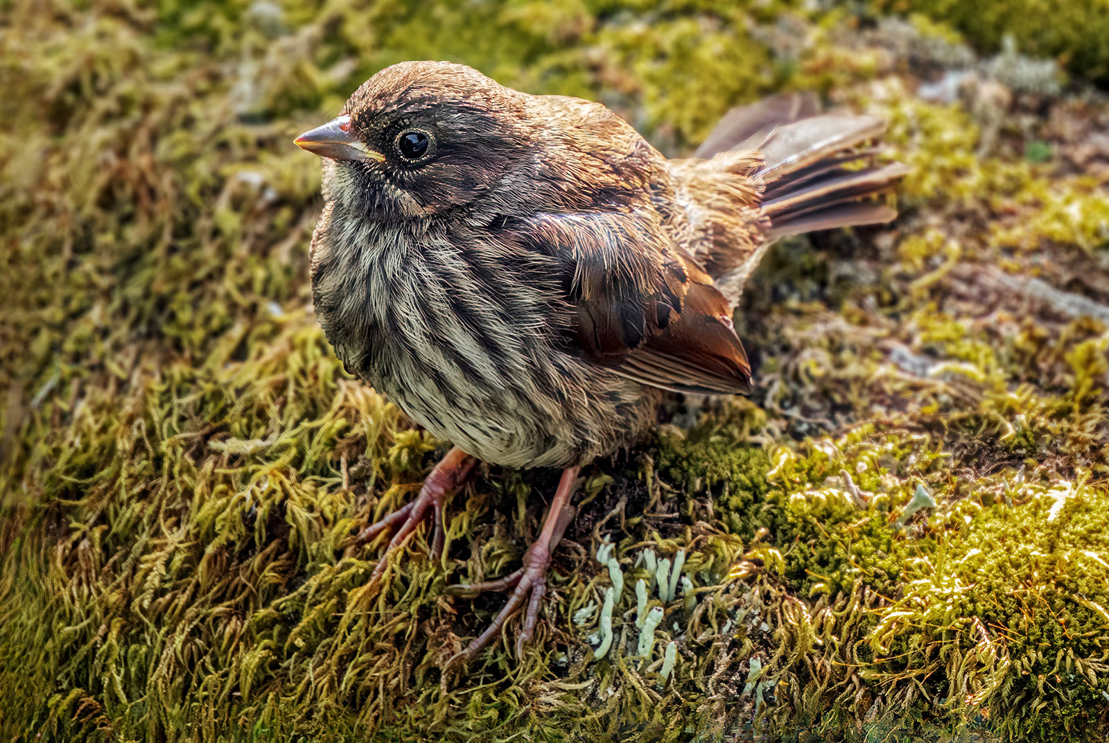 Song Sparrow.jpg