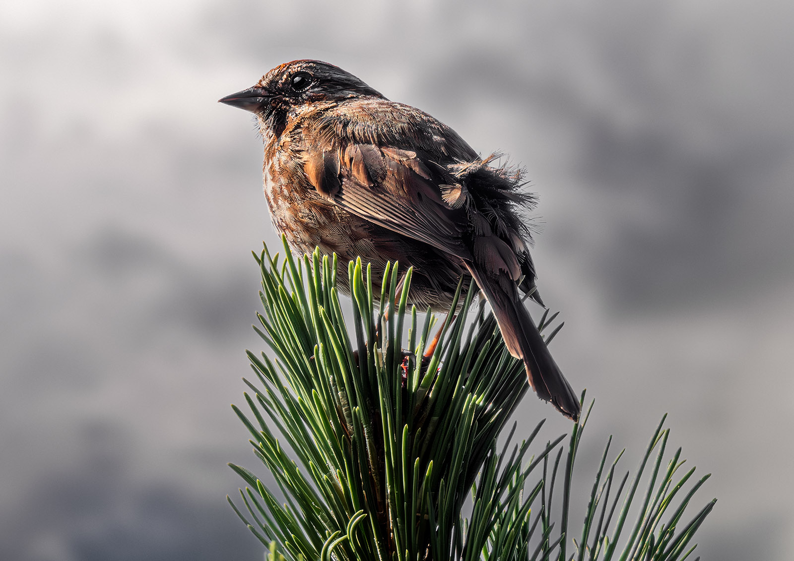 Song Sparrow.jpg