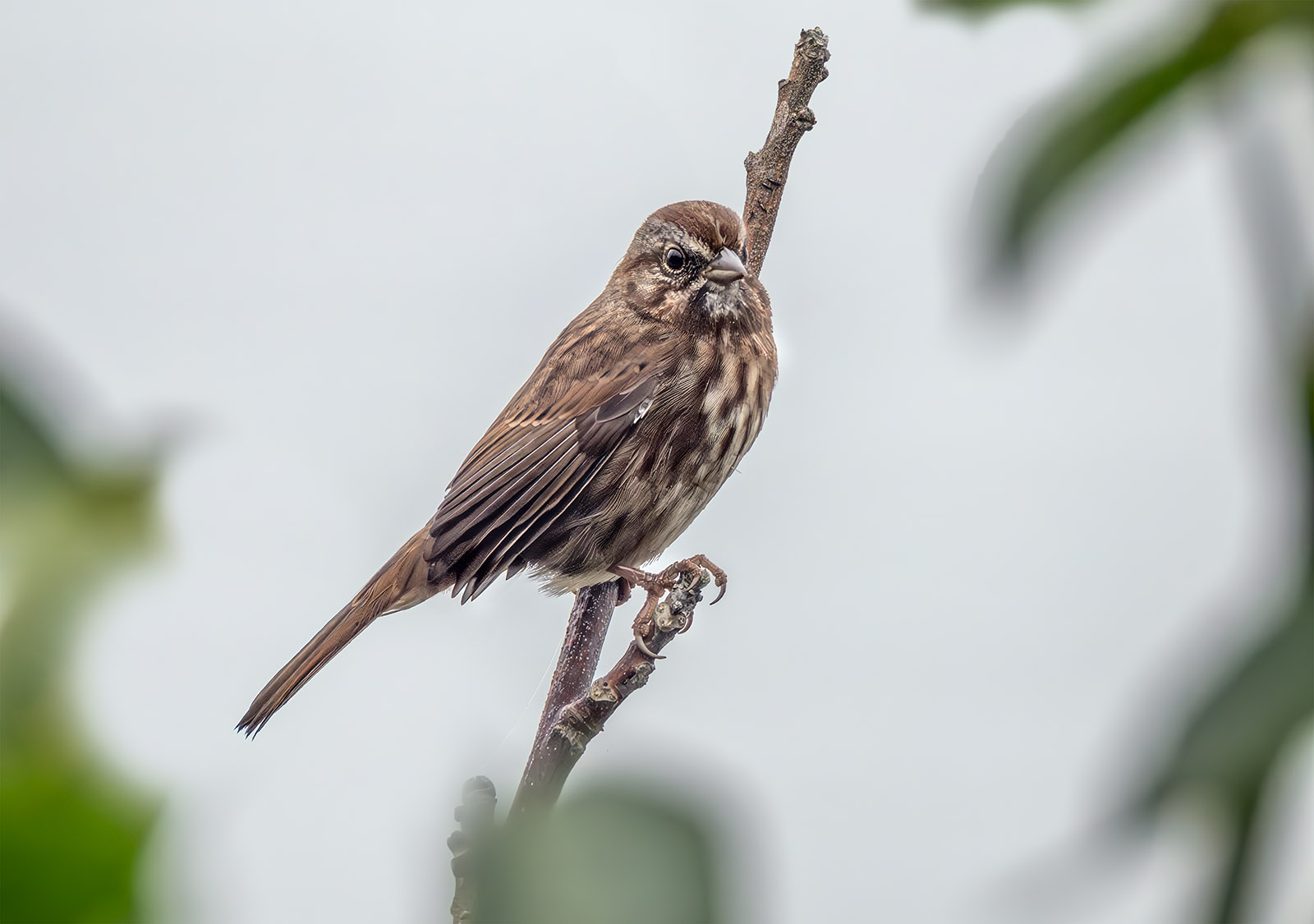 Song Sparrow.jpg