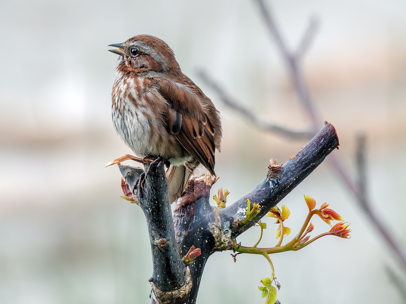 Song Sparrow top branch.jpg