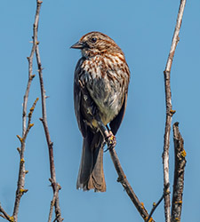 Sooty Fox Sparrow.jpg