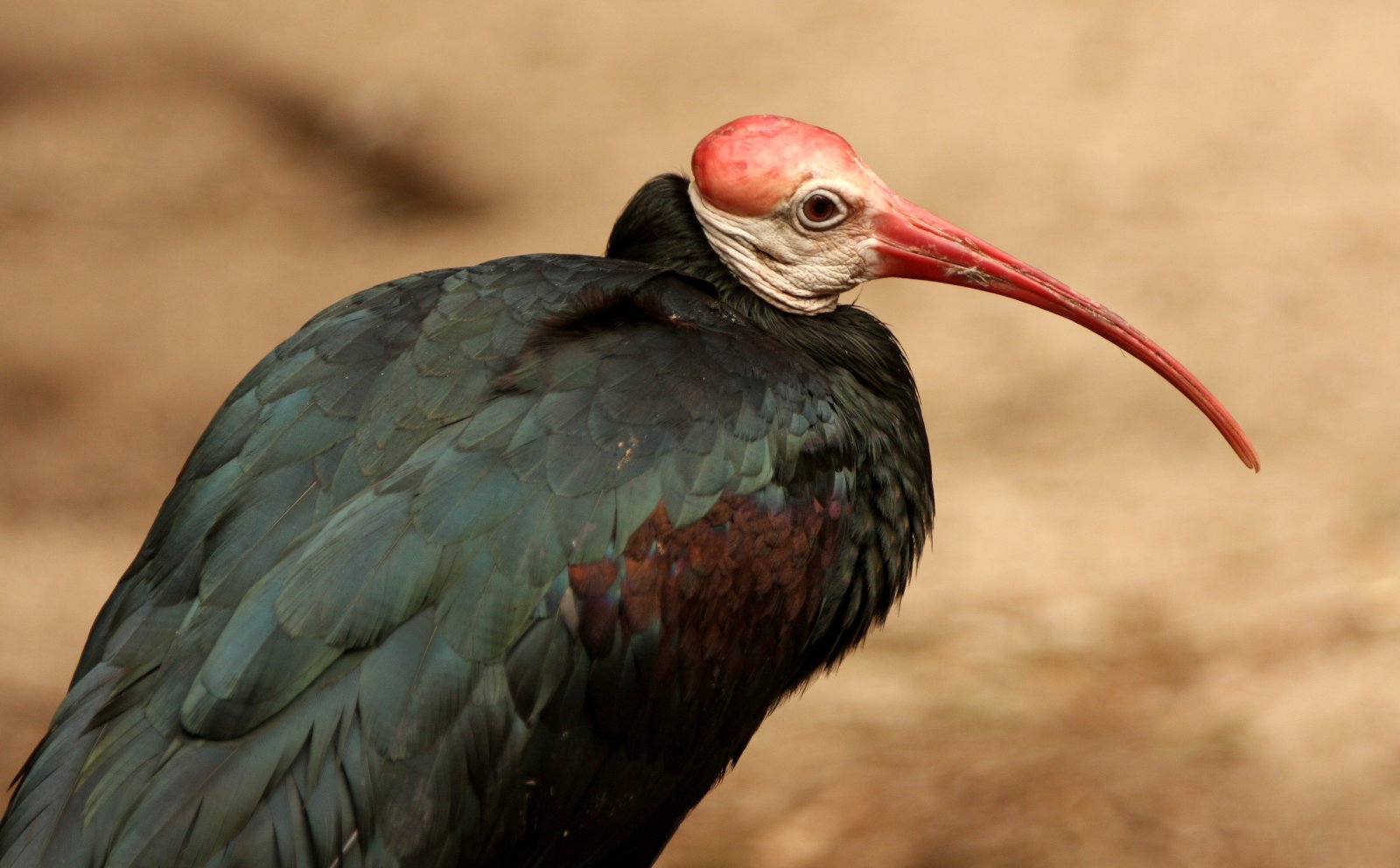 Southern Bald Ibis(2).jpg