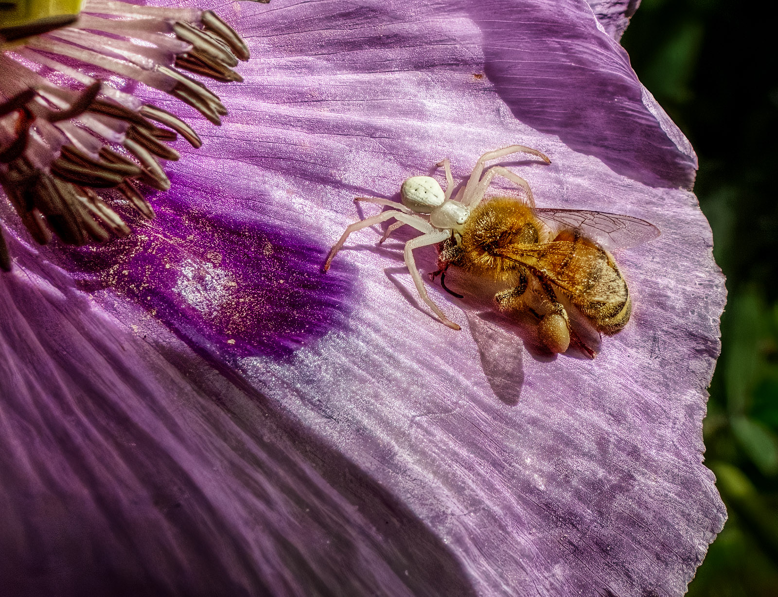 Spider vs Bee.jpg