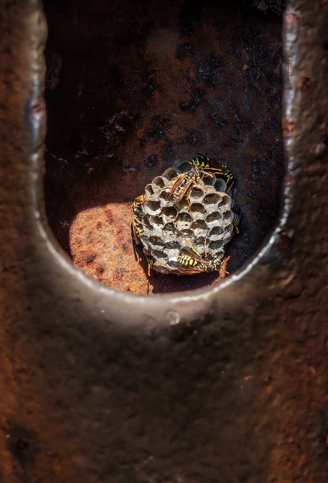 Wasp nest.jpg