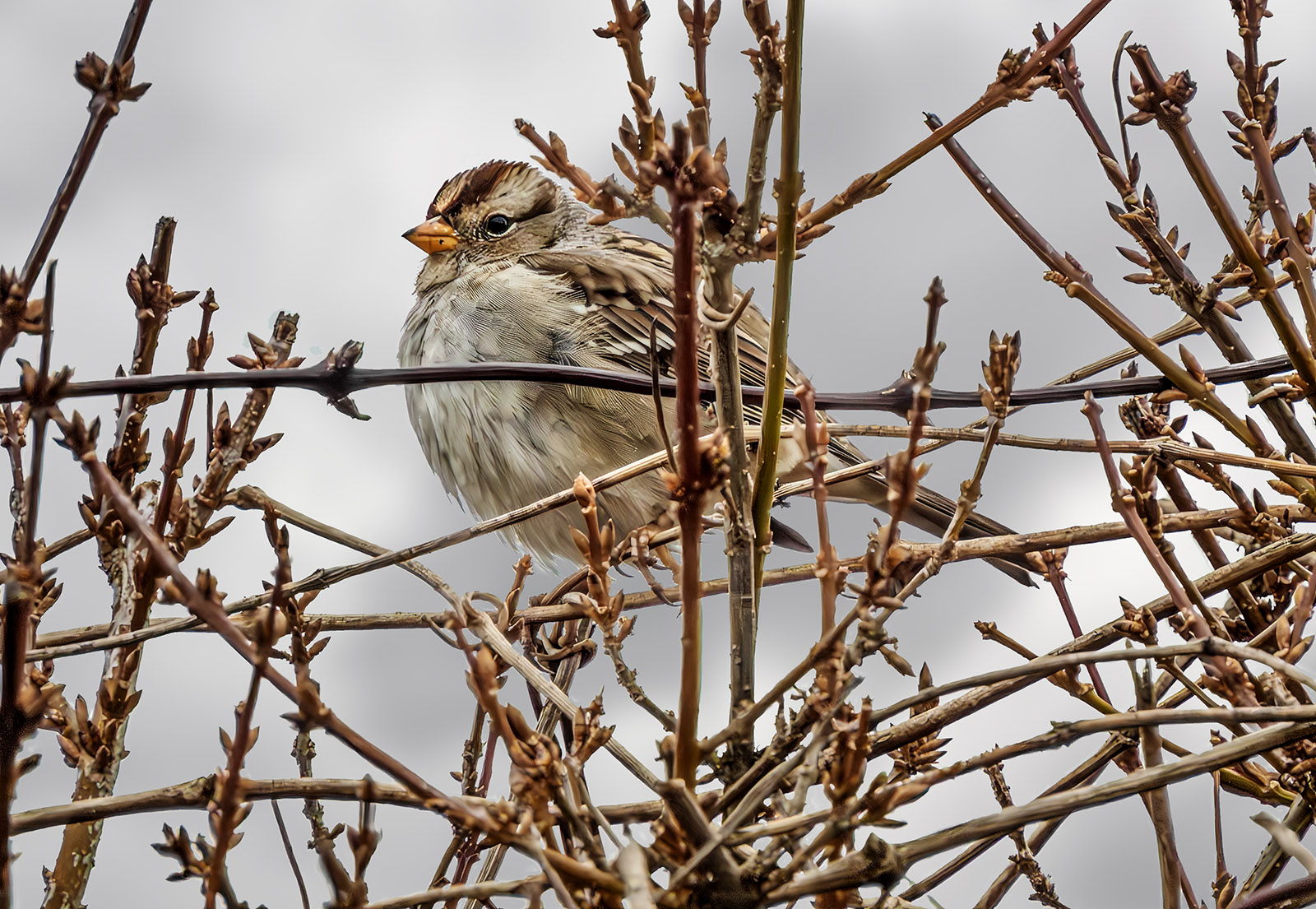 White-crowned Sparrow.jpg