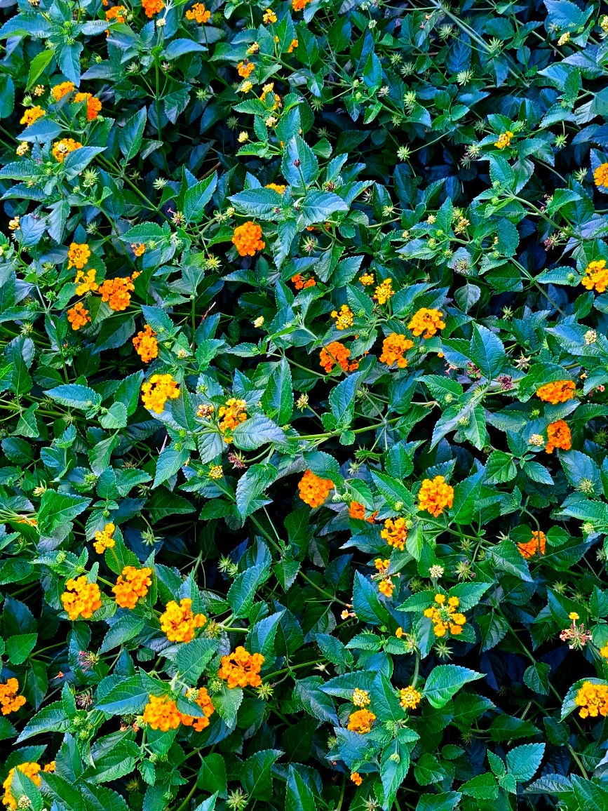 Yellow Flowers.jpeg