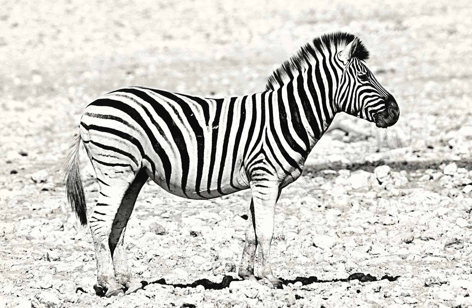 Zebra-8.JPG